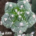 Astrophytum myriostigma Lem Fukuryiu (Grafted)