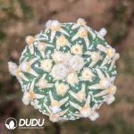 Astrophytum glass asterias V (Grafted)