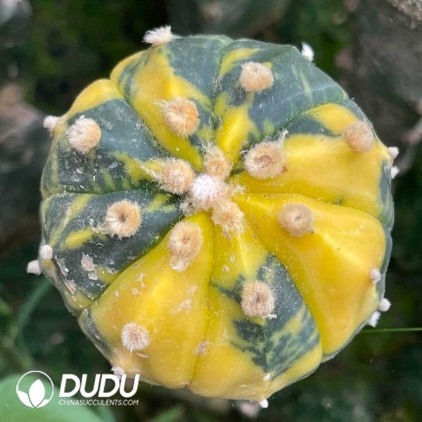 Astrophytum asterias Variegate (Grafted) - Image 1