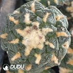 Ariocarpus Fissuratus Small Tubercles Old Specimen (Grafted)