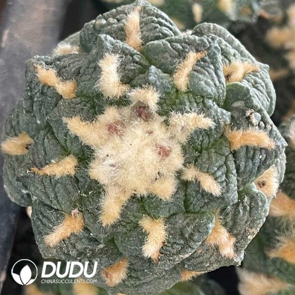 Ariocarpus Fissuratus Small Tubercles Old Specimen (Grafted) - Image 1