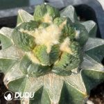 Ariocarpus Egg Tubercle Raging Waves (Grafted)