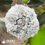 Astrophytum Asterias Dense White V-type Super Kabuto (Grafted)