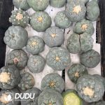 Large-tubercled Lophophora williamsii cv. Caespitosa (Degrafted & Rootless)