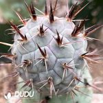 Tephrocactus Articulatus var.Syringanicus Long Spine (rootless Offset)