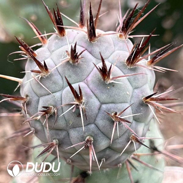 e201-319.jpg Tephrocactus Articulatus var.Syringanicus Long Spine (rootless Offset) - Image 1