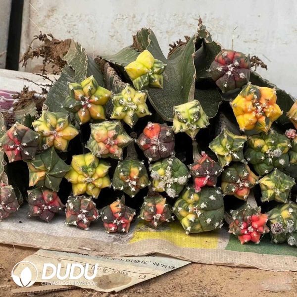 e201-320.jpg Astrophytum Myriostigma Varigated (Grafted) - Image 1