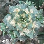 Ariocarpus Trigonus (Grafted)