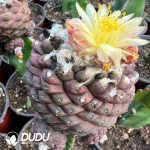 Copiapoa Hypogaea (Grafted)