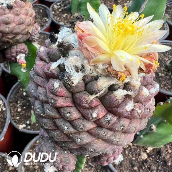 e201-322.jpg Copiapoa Hypogaea (Grafted) - Image 1