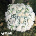 Astrophytum Asterias Dense White Garden (Grafetd)