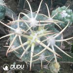 Coryphantha Wild Spine Ivory (Grafted)