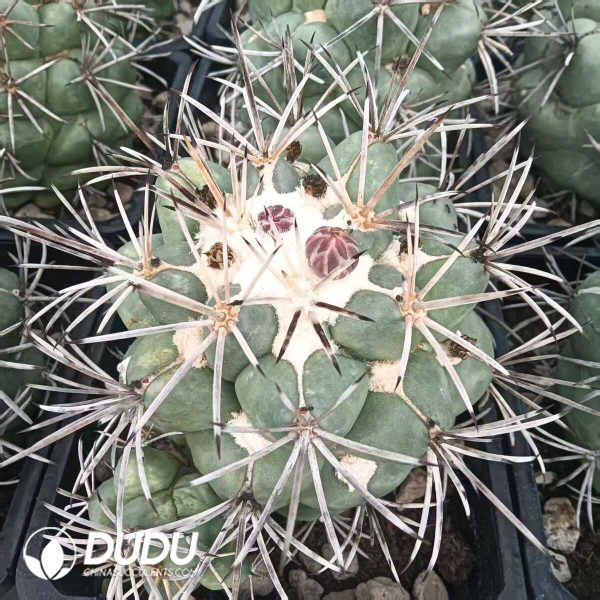 e201-325.jpg Coryphantha Poselgeriana (A.Dietr.) Britton et Rose - Image 1