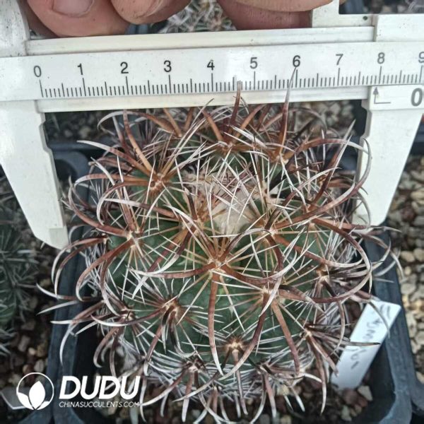 e201-326.jpg Coryphantha Kracikii - Image 1