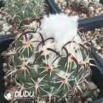 Coryphantha Tripugionacantha