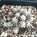 Mammillaria Theresae Clustering