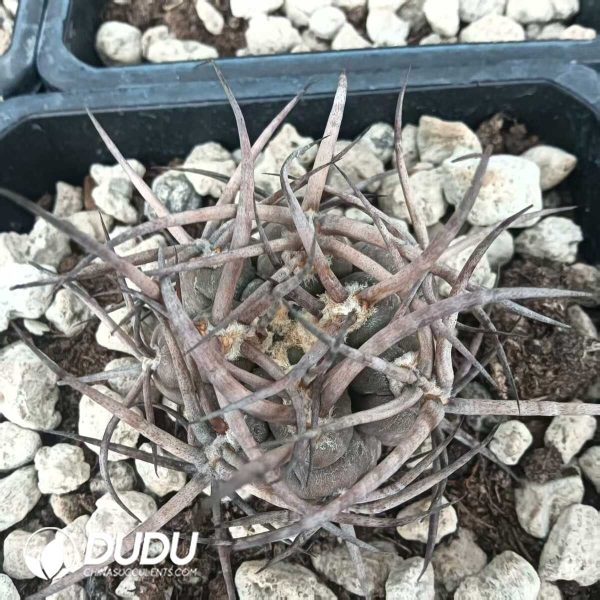 e201-329.jpg Gymnocalycium  G. hossei - Image 1