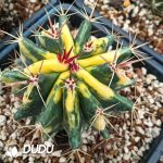 Ferocactus Tainesii( Salm-Dyck) Werderm Variegated