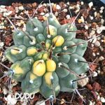 Gymnocalycium Vatteri