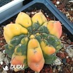 Gymnocalycium Vatteri