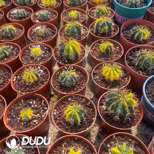 e201-333.jpg Melocactus Amoenus Variegated - Image 1