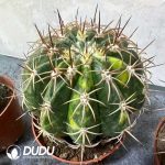 Melocactus Amoenus Variegated