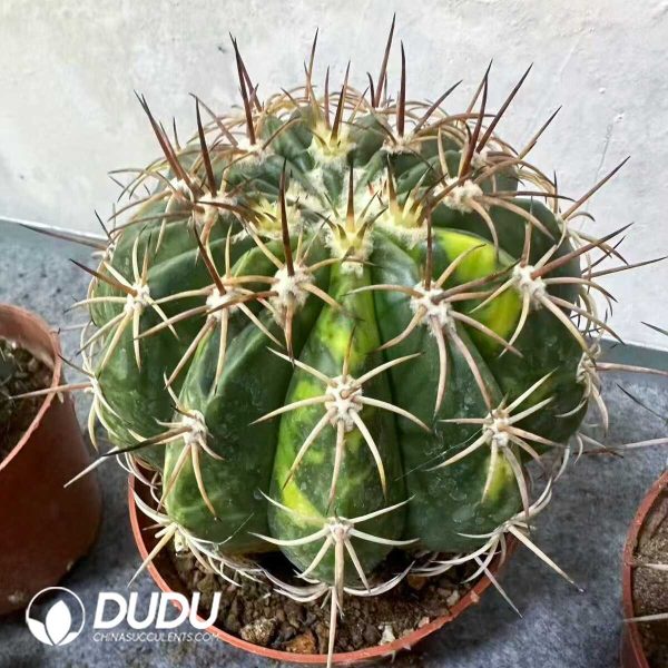 e201-334.jpg Melocactus Amoenus Variegated - Image 1