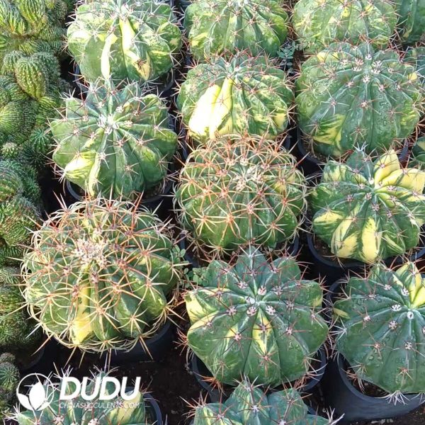 e201-335.jpg Melocactus Neryi Salvadorensis Broadwayi Random - Image 1