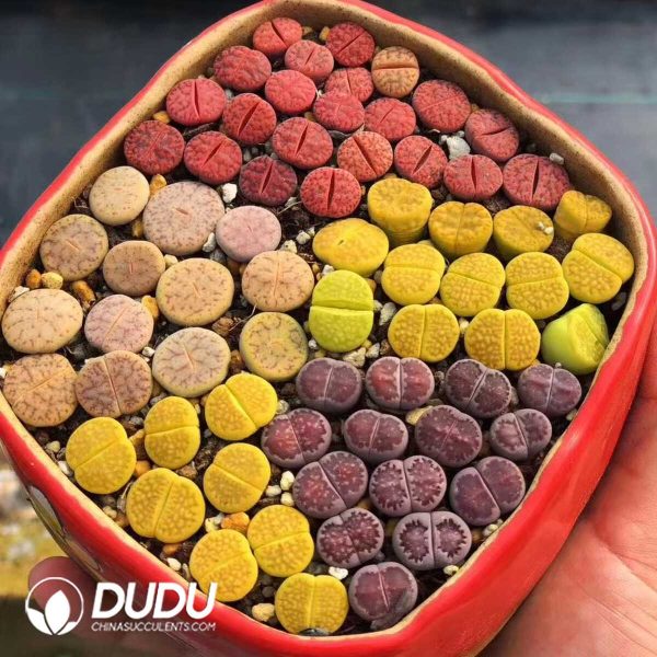 Lithops Mix（80pcs） - Image 1