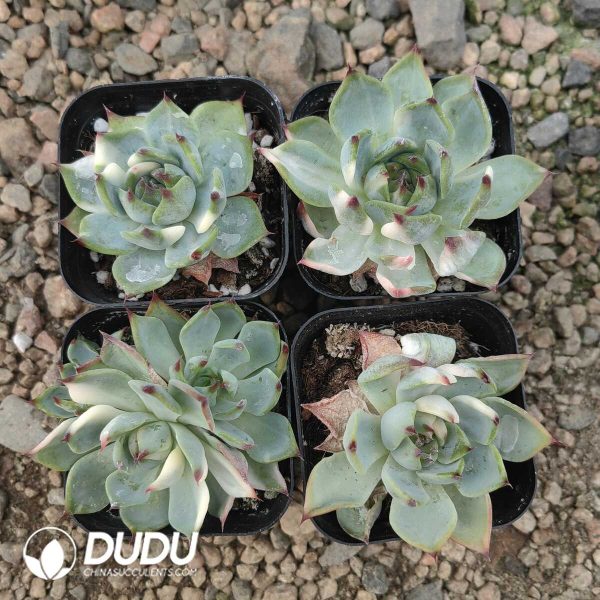 Echeveria Chihuahuaensis Variegated - Image 1