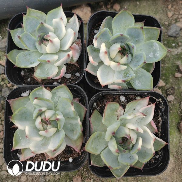 Echeveria Chihuahuaensis Variegated - Image 1