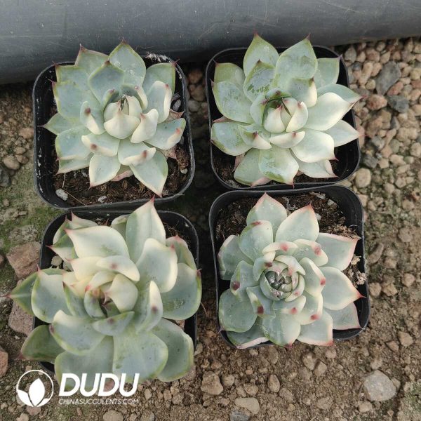 Echeveria Chihuahuaensis Variegated - Image 1