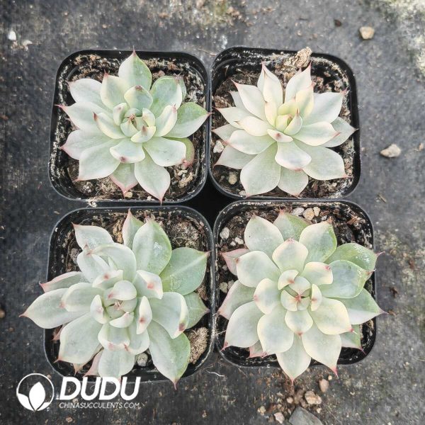 Echeveria Chihuahuaensis Variegated - Image 1