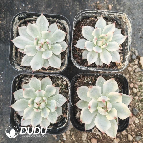 Echeveria Chihuahuaensis Variegated - Image 1