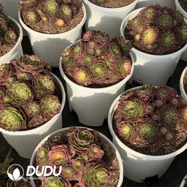 Aeonium Sea Fairy Jungle Cluster - Image 1