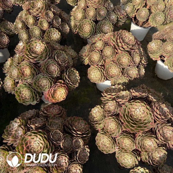 e201-344.jpg Aeonium Pink Flower Fairy Old Pile Cluster - Image 1