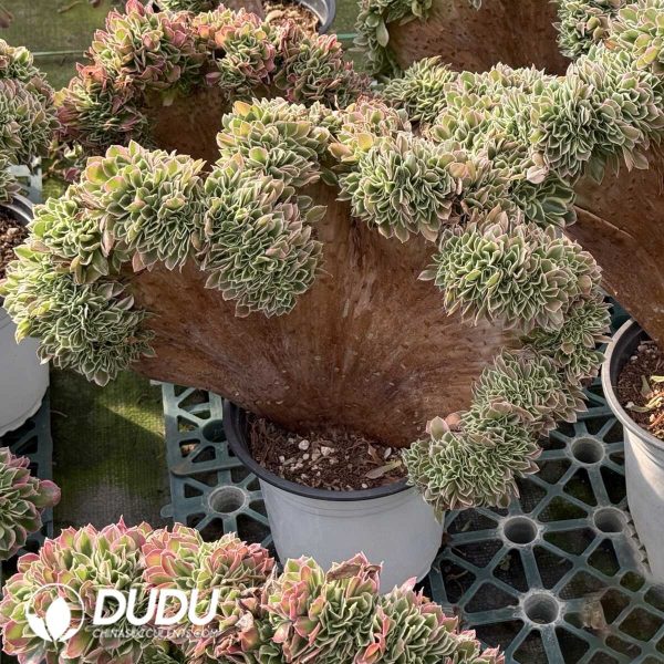 Aeonium White Phoenix Cristata - Image 1