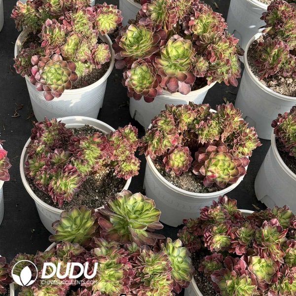 e201-353.jpg Aeonium Shaohua Cristata - Image 1