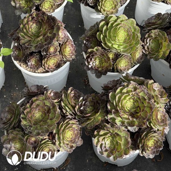 e201-356.jpg Aeonium Facial Makeup Clustering - Image 1