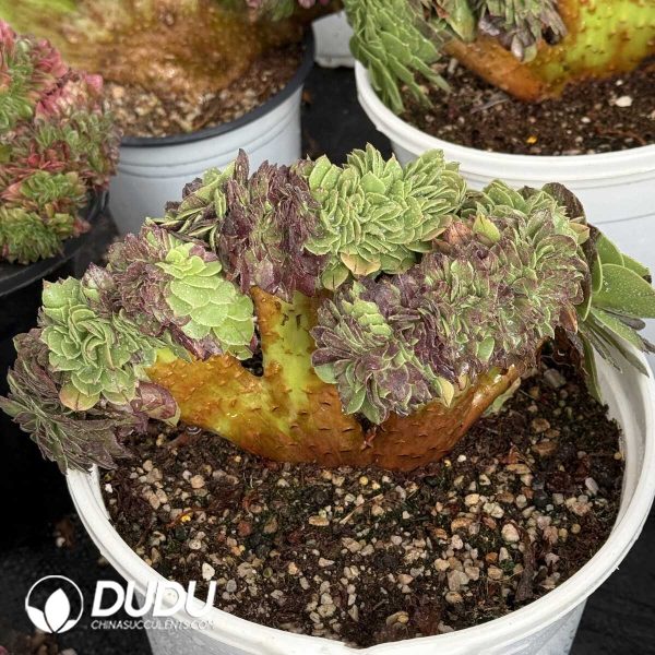 Aeonium Huayueye Cristata - Image 1