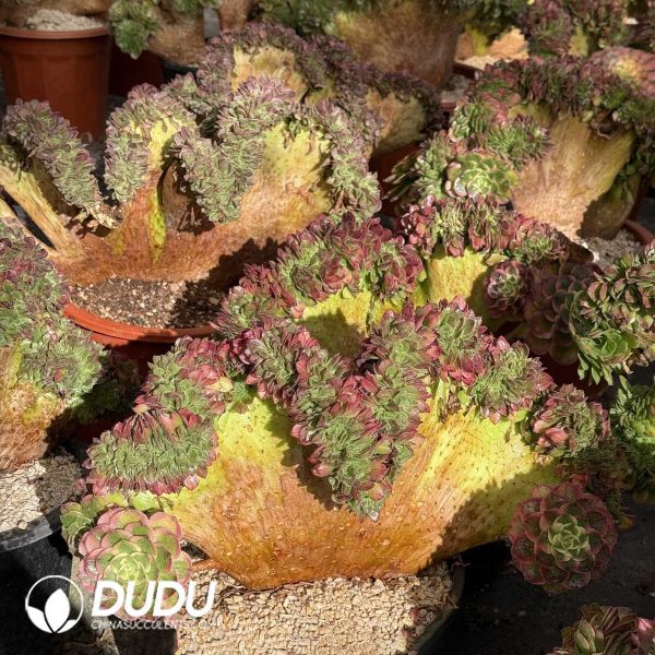 Aeonium Aquaman Cristata - Image 1