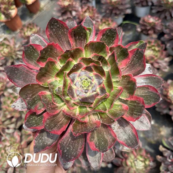 e201-363.jpg Aeonium Eye of Demon Single Head - Image 1