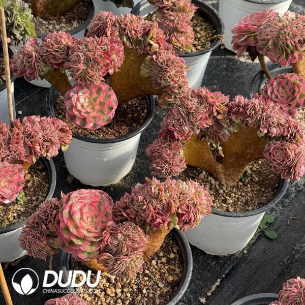 e201-369.jpg Aeonium Litchi Cristata - Image 1