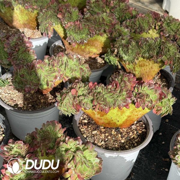 Aeonium Sea Nymph Cristata - Image 1