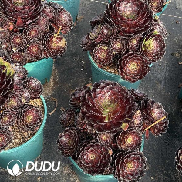 e201-372.jpg Aeonium Black Widow Clustering - Image 1