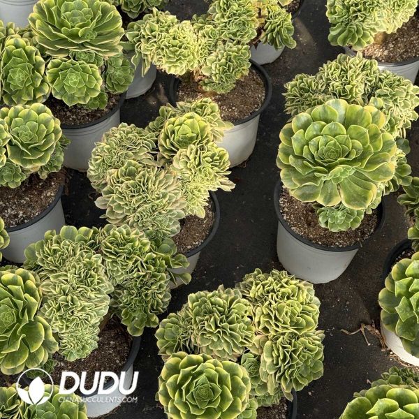 Aeonium Golden Emerald Cristata - Image 1