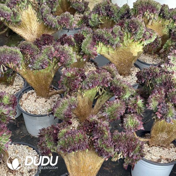 e201-376.jpg Aeonium Tianhe Cristata - Image 1
