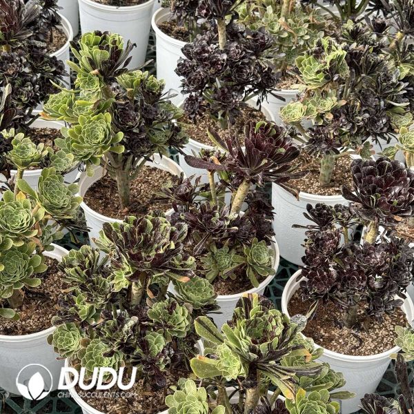 e201-378.jpg Aeonium Ink painting and painting Clustering - Image 1