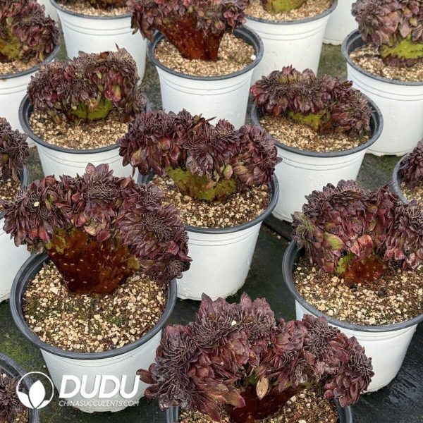 Aeonium Black Beauty Cristata - Image 1