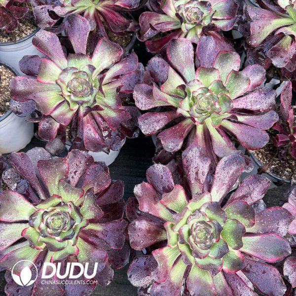 Aeonium Painted Frills Single-head - Image 1